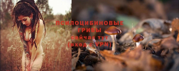 сатива Абинск